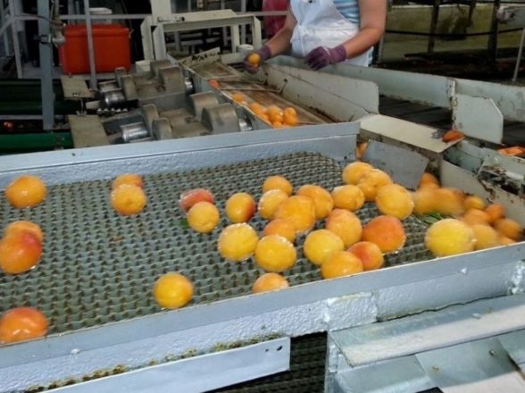 3 Advantages of Belt Conveyors in the Food Industry